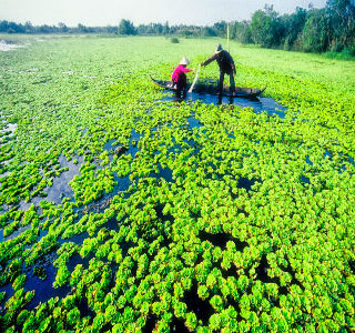 MIỆT VƯỜN SÔNG NƯỚC  CHÂU ĐỐC – RỪNG TRÀM - CẦN THƠ